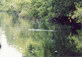 Alligator4icon