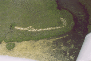 Bimini-Brucepic-icon