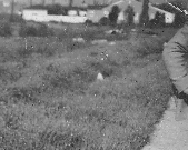 Dahlia-crimescenelarge-cropped-icon Dahlia-crimescenelarge-cropped-icon