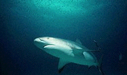 Reefshark