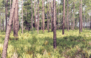 pines10icon