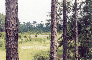 pines5icon