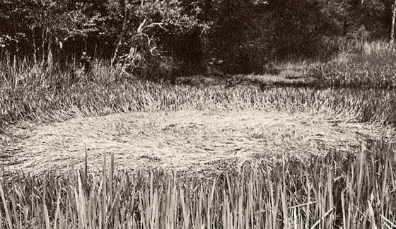 tully_saucernest-1966